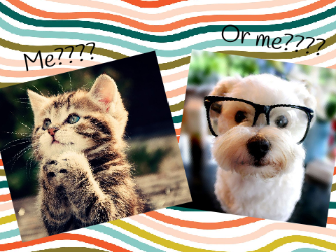 Kitten or Puppy??? (I can't decide)