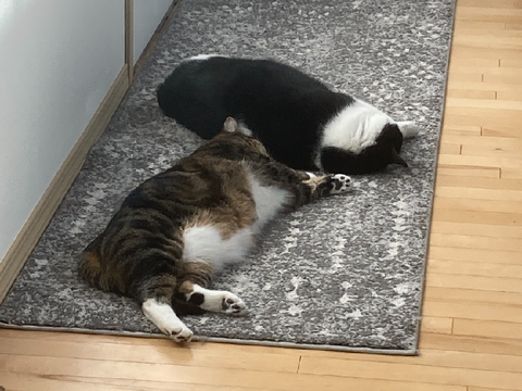 photos of my cats