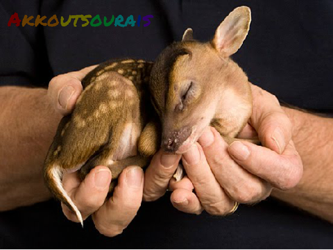 Are You Against Animal Cruelty?  remix