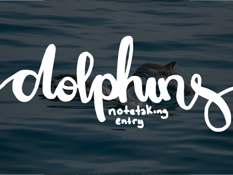 Dolphins | Notetaking Competition Entry ˎˊ-
