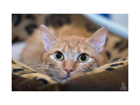 Warrior Cat ID- Goldenfur