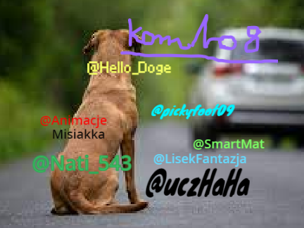 Podpisz się jeżeli chcesz pomóc bezdomnym psom i kotom remix remix remix-2 remix