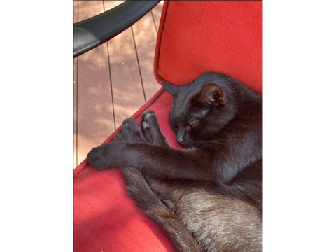 My Kitty ♥