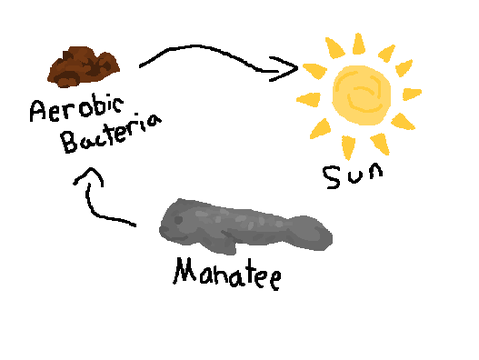 food chain 1