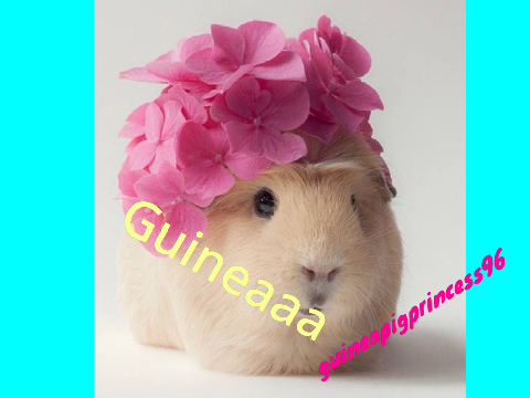 Sign and remix if you LOVE guinea pigs remix