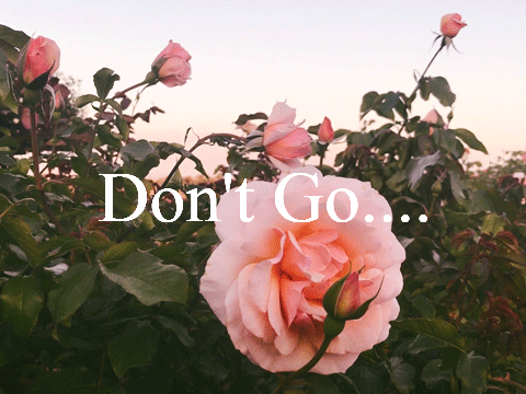 Don't Go ft. Michelle