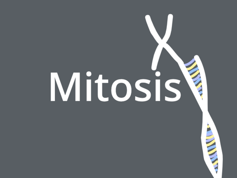 Mitosis