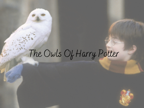 the owls of harry potter ✉