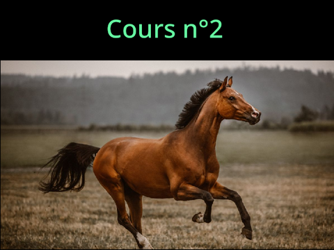 Cours d'équitation - de galop 3 n°2