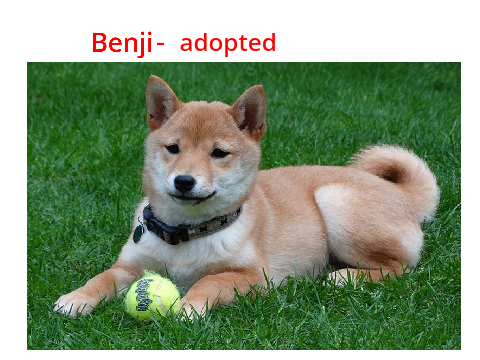 Adopt a Dog!