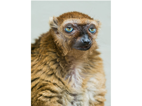 Lemur lip-syncing 