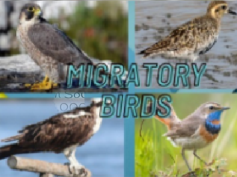 Migratory Birds 