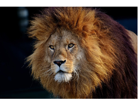 VEry GOOD LION BLOCKSHAde
