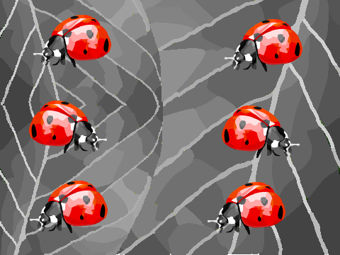 Ladybirds Galore