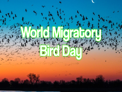World Migratory Birds Day
