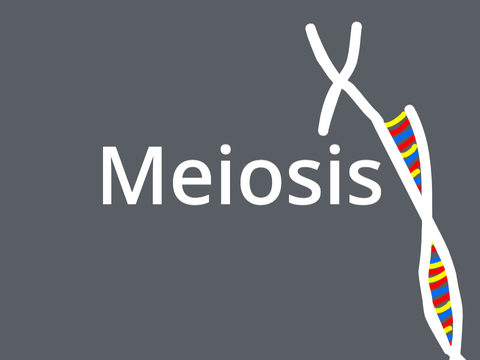 Meiosis