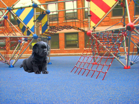 Talk With a Puppy!!!! remix