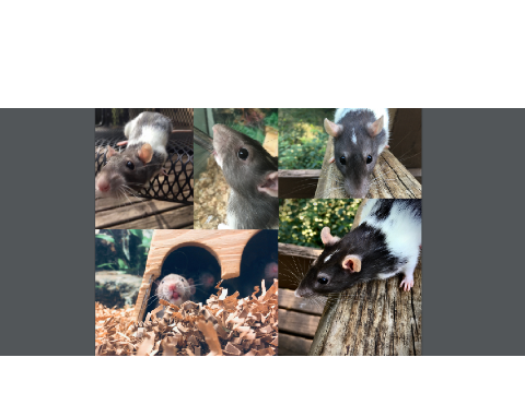 My Best Rat Photos