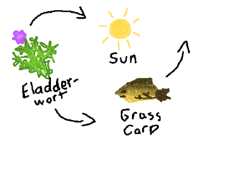 food chain 2