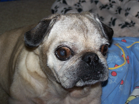 Tribute to Buddy: Our Pug 2001-2015