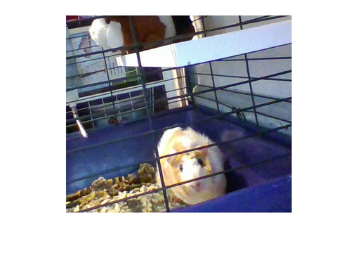 Taco wheeking