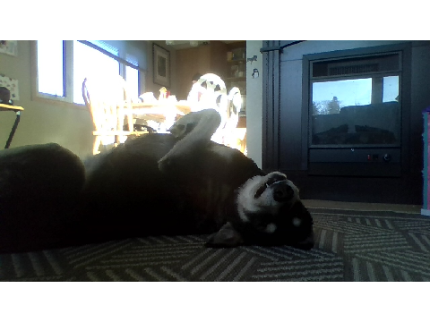 my dog in the morning...