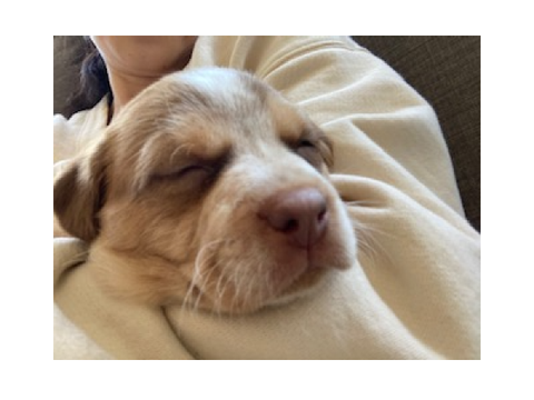 just got two puppies
