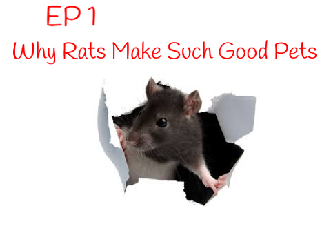 Why Rats Make Such Great Pets!  Ep1