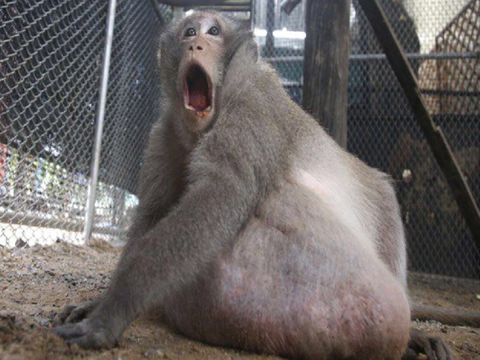 Xd Fat Monkey New Meme