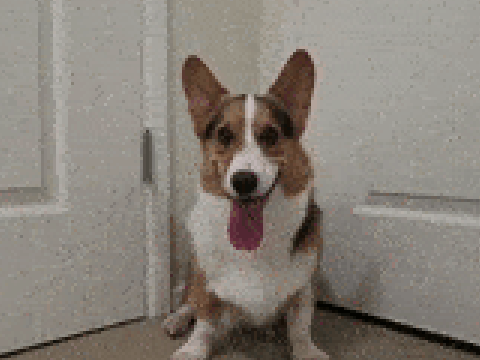 GREAT GATSBY THE CORGI!!!!!!!!!