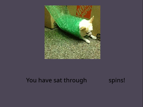 Chihuahua Spin