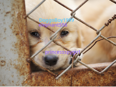 sign if you are against animal abuse remix remix