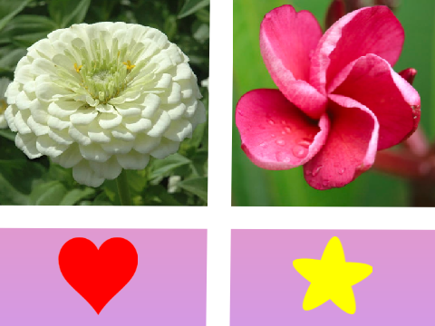 Zinnia or Leilani?