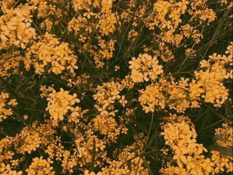 ᴜɴᴀꜰʀᴀɪᴅ ᴏꜰ