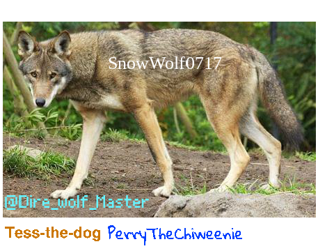 Sign to save the Red Wolves from extinction! remix remix remix