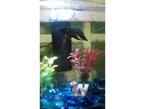 My new fish -w-
