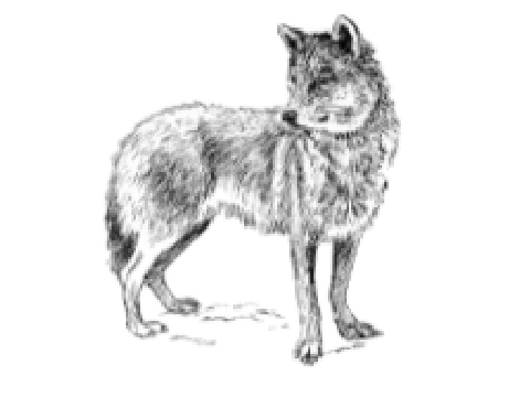 Art Plaza Wolf Order