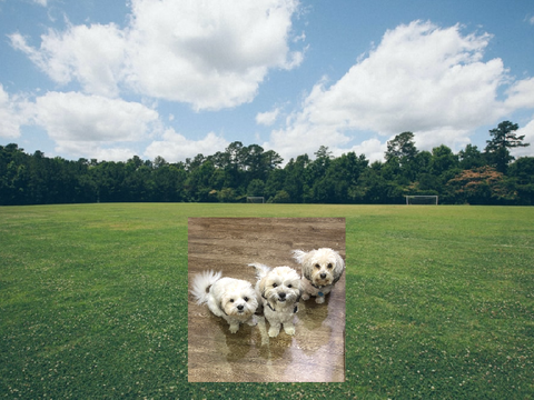 Adventures of dogs: Ep1 remix #∞