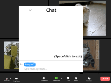Zoom Meeting With Cats!