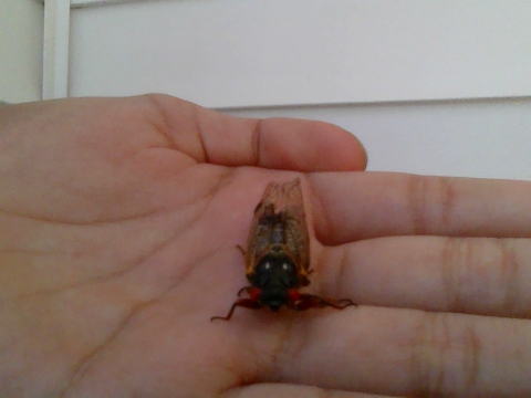 Cicadas