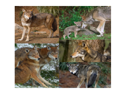 A little Bit about Red Wolves