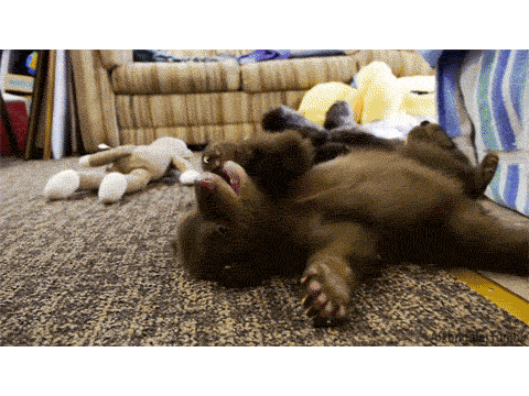 cute baby bears remix