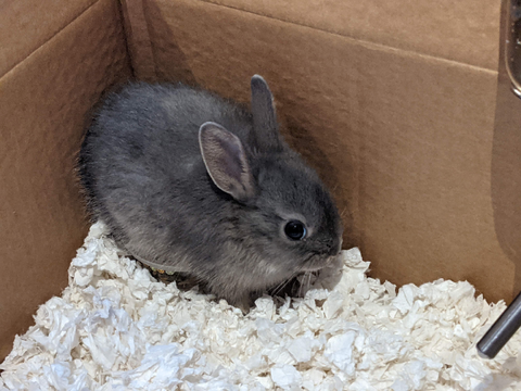 ♡ Sprout the Rabbit ♡ Wall reveal .0. ♡