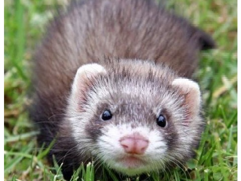 Ferret Funny