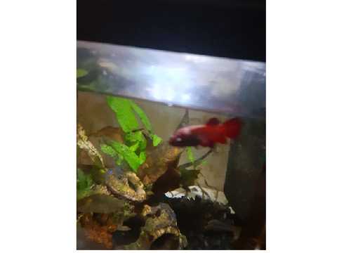 Fishy fishy