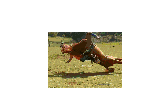 Nesle crunch x Horse