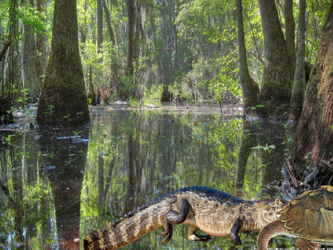 Caiman VS Alligator Snapping Turtle