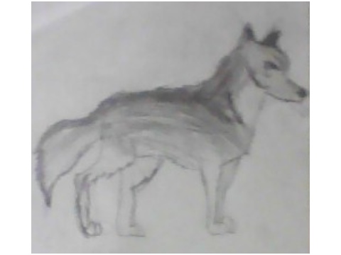 wolf drawing