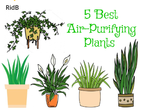 Top 5 Plants for Increasing Oxygen