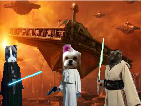 Star Paws